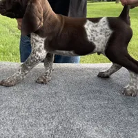 LOCATED IN HOUSTON, a male German Shorthaired Pointer for sale in Dallas, TX – Photo 2 of 3