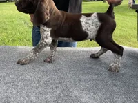 LOCATED IN HOUSTON, a male German Shorthaired Pointer for sale in Dallas, TX – Photo 2 of 3