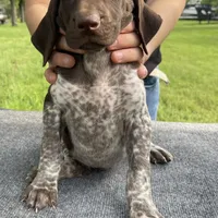 LOCATED IN HOUSTON, a male German Shorthaired Pointer for sale in Dallas, TX – Photo 3 of 3