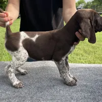LOCATED IN HOUSTON, a male German Shorthaired Pointer for sale in Dallas, TX – Photo 1 of 3