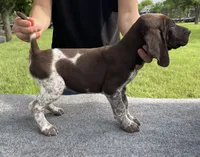 LOCATED IN HOUSTON, a male German Shorthaired Pointer for sale in Dallas, TX – Photo 1 of 3