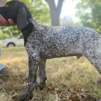 AKC Champ in Houston, a female German Shorthaired Pointer for sale in Dallas, TX – Photo 10 of 10