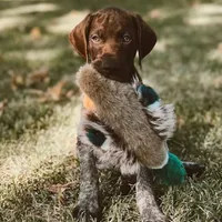 AKC Champ in Houston, a female German Shorthaired Pointer for sale in Dallas, TX – Photo 3 of 10