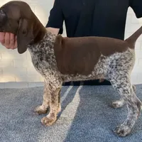 AKC Champ in Houston, a female German Shorthaired Pointer for sale in Dallas, TX – Photo 8 of 10