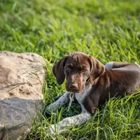 AKC Champ in Houston, a female German Shorthaired Pointer for sale in Dallas, TX – Photo 1 of 10