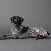 AKC Champ in Houston, a female German Shorthaired Pointer for sale in Dallas, TX – Photo 7 of 10
