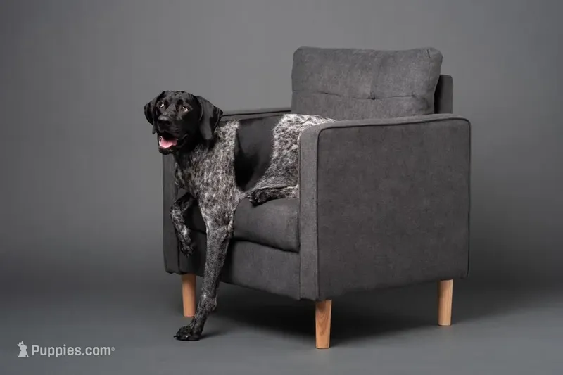 AKC Champ in Houston – German Shorthaired Pointer puppy for sale in Dallas, TX