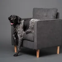 AKC Champ in Houston, a female German Shorthaired Pointer for sale in Dallas, TX – Photo 2 of 10