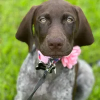AKC Champ in Houston, a female German Shorthaired Pointer for sale in Dallas, TX – Photo 5 of 10