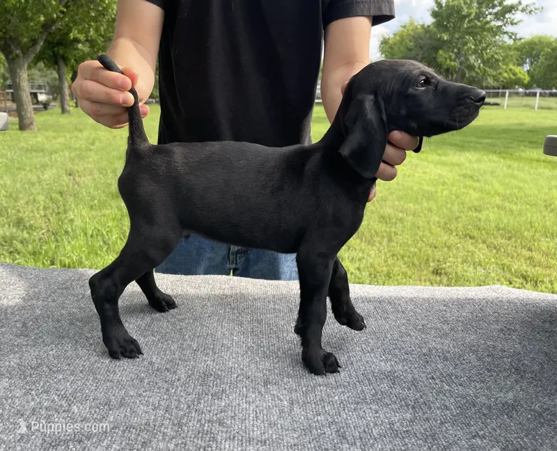 RARE BLACK! 0$ Deliv