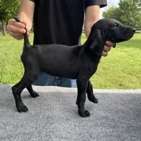 RARE BLACK! 0$ Deliv, a female German Shorthaired Pointer for sale in Dallas, TX – Photo 1 of 3