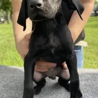 RARE BLACK! 0$ Deliv, a female German Shorthaired Pointer for sale in Dallas, TX – Photo 2 of 3