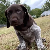 AKC Champ  FREE DELIVERY TX, a male German Shorthaired Pointer for sale in Dallas, TX – Photo 10 of 10