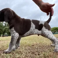 AKC Champ  FREE DELIVERY TX, a male German Shorthaired Pointer for sale in Dallas, TX – Photo 4 of 10