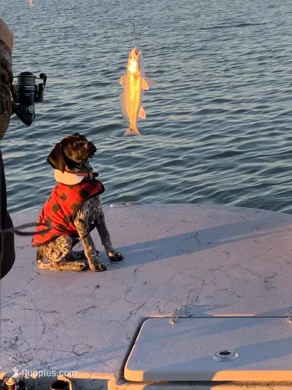 AKC Champ  FREE DELIVERY TX