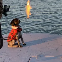 AKC Champ  FREE DELIVERY TX, a male German Shorthaired Pointer for sale in Dallas, TX – Photo 1 of 10