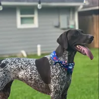 AKC Champ  FREE DELIVERY TX, a male German Shorthaired Pointer for sale in Dallas, TX – Photo 7 of 10