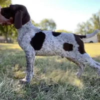 AKC Champ  FREE DELIVERY TX, a male German Shorthaired Pointer for sale in Dallas, TX – Photo 9 of 10