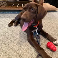 AKC Champ  FREE DELIVERY TX, a male German Shorthaired Pointer for sale in Dallas, TX – Photo 8 of 10