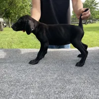 RARE BLACK 0$ DELIVERY TX, a male German Shorthaired Pointer for sale in Dallas, TX – Photo 1 of 3