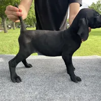 RARE BLACK 0$ DELIVERY TX, a male German Shorthaired Pointer for sale in Dallas, TX – Photo 3 of 3