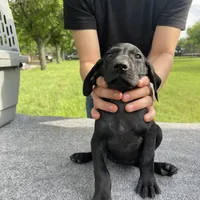 RARE BLACK 0$ DELIVERY TX, a male German Shorthaired Pointer for sale in Dallas, TX – Photo 2 of 3