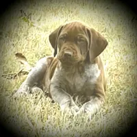 AKC Champ IN AUSTIN, a male German Shorthaired Pointer for sale in Dallas, TX – Photo 4 of 10