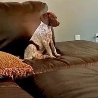 AKC Champ IN AUSTIN, a male German Shorthaired Pointer for sale in Dallas, TX – Photo 7 of 10