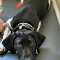 AKC Champ IN AUSTIN, a male German Shorthaired Pointer for sale in Dallas, TX – Photo 10 of 10