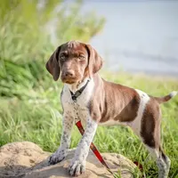 AKC Champ IN AUSTIN, a male German Shorthaired Pointer for sale in Dallas, TX – Photo 2 of 10