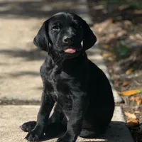 AKC Champ IN AUSTIN, a male German Shorthaired Pointer for sale in Dallas, TX – Photo 5 of 10