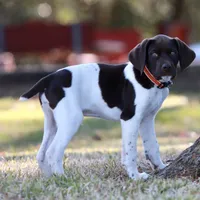 AKC Champ IN AUSTIN, a male German Shorthaired Pointer for sale in Dallas, TX – Photo 8 of 10