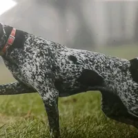 AKC Champ IN AUSTIN, a male German Shorthaired Pointer for sale in Dallas, TX – Photo 6 of 10