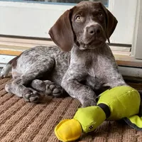 AKC Champ IN AUSTIN, a male German Shorthaired Pointer for sale in Dallas, TX – Photo 3 of 10