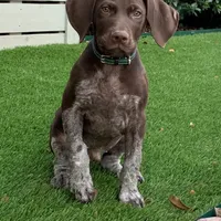 AKC Champ IN AUSTIN, a male German Shorthaired Pointer for sale in Dallas, TX – Photo 9 of 10