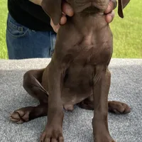 RARE SOLID LIVER 0$DELIVERY, a male German Shorthaired Pointer for sale in Dallas, TX – Photo 2 of 3