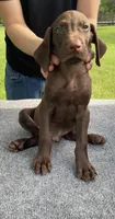 RARE SOLID LIVER 0$DELIVERY, a male German Shorthaired Pointer for sale in Dallas, TX – Photo 2 of 3