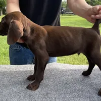 RARE SOLID LIVER 0$DELIVERY, a male German Shorthaired Pointer for sale in Dallas, TX – Photo 3 of 3