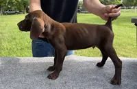 RARE SOLID LIVER 0$DELIVERY, a male German Shorthaired Pointer for sale in Dallas, TX – Photo 3 of 3