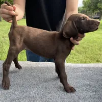 RARE SOLID LIVER 0$DELIVERY, a male German Shorthaired Pointer for sale in Dallas, TX – Photo 1 of 3