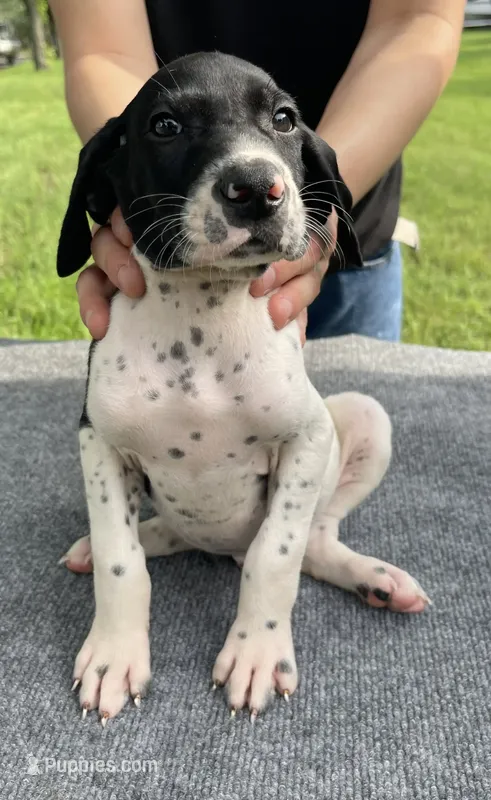 AKC Champion in HOUSTON