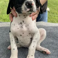 AKC Champion in HOUSTON, a male German Shorthaired Pointer for sale in Dallas, TX – Photo 1 of 3