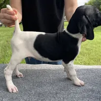 AKC Champion in HOUSTON, a male German Shorthaired Pointer for sale in Dallas, TX – Photo 3 of 3