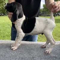 AKC Champion in HOUSTON, a male German Shorthaired Pointer for sale in Dallas, TX – Photo 2 of 3