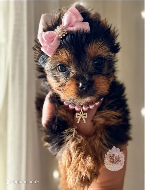 Dolly – Yorkshire Terrier puppy for sale in Pittsburg, CA