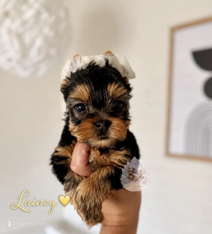 Lainey – Yorkshire Terrier puppy for sale in Pittsburg, CA