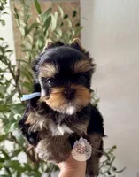 💙 Aster, a male Yorkshire Terrier for sale in Pittsburg, CA – 3 of 3