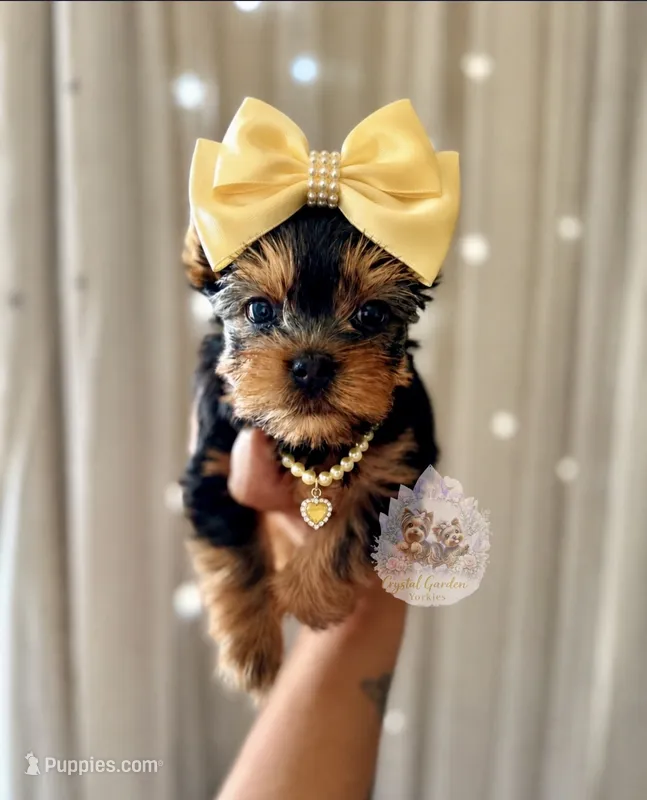Lainey – Yorkshire Terrier puppy for sale in Pittsburg, CA