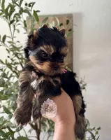 🩷 Azalea , a female Yorkshire Terrier for sale in Pittsburg, CA – 3 of 3