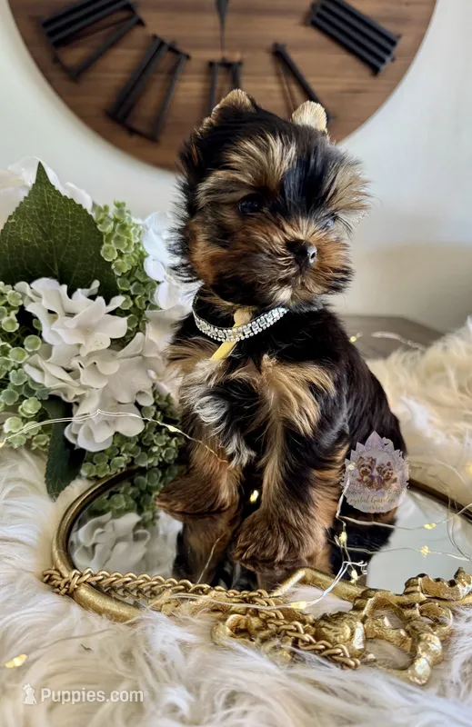 🌼 Marigold  – Yorkshire Terrier puppy for sale in Pittsburg, CA